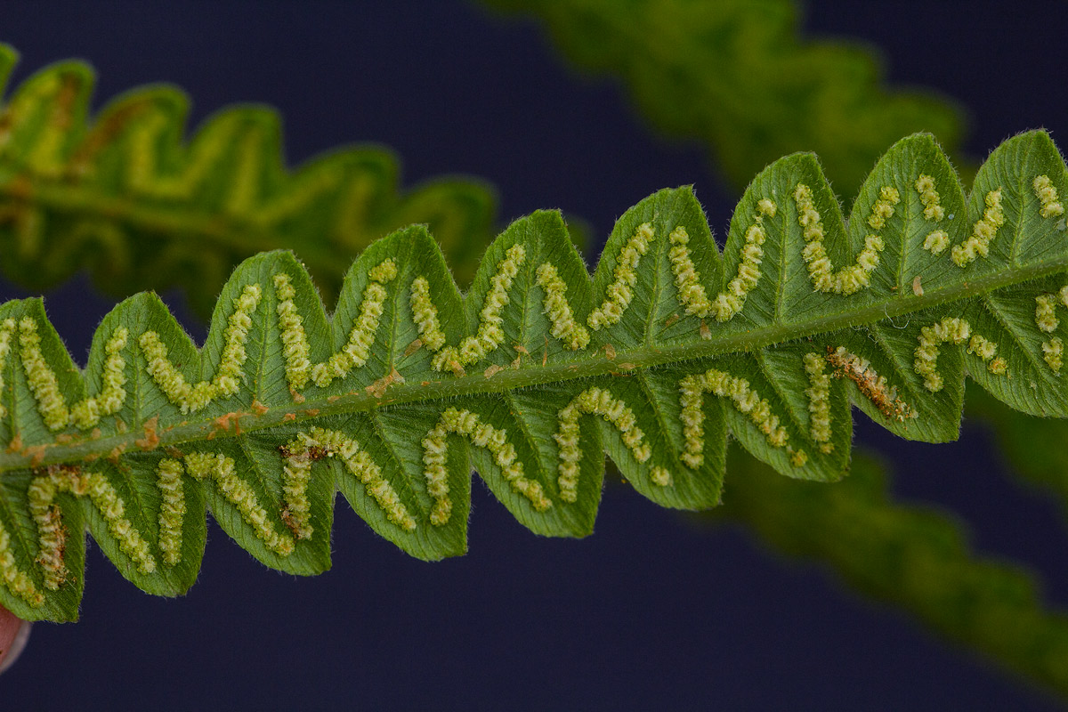 Cyclosorus interruptus Cyclosorus interruptus