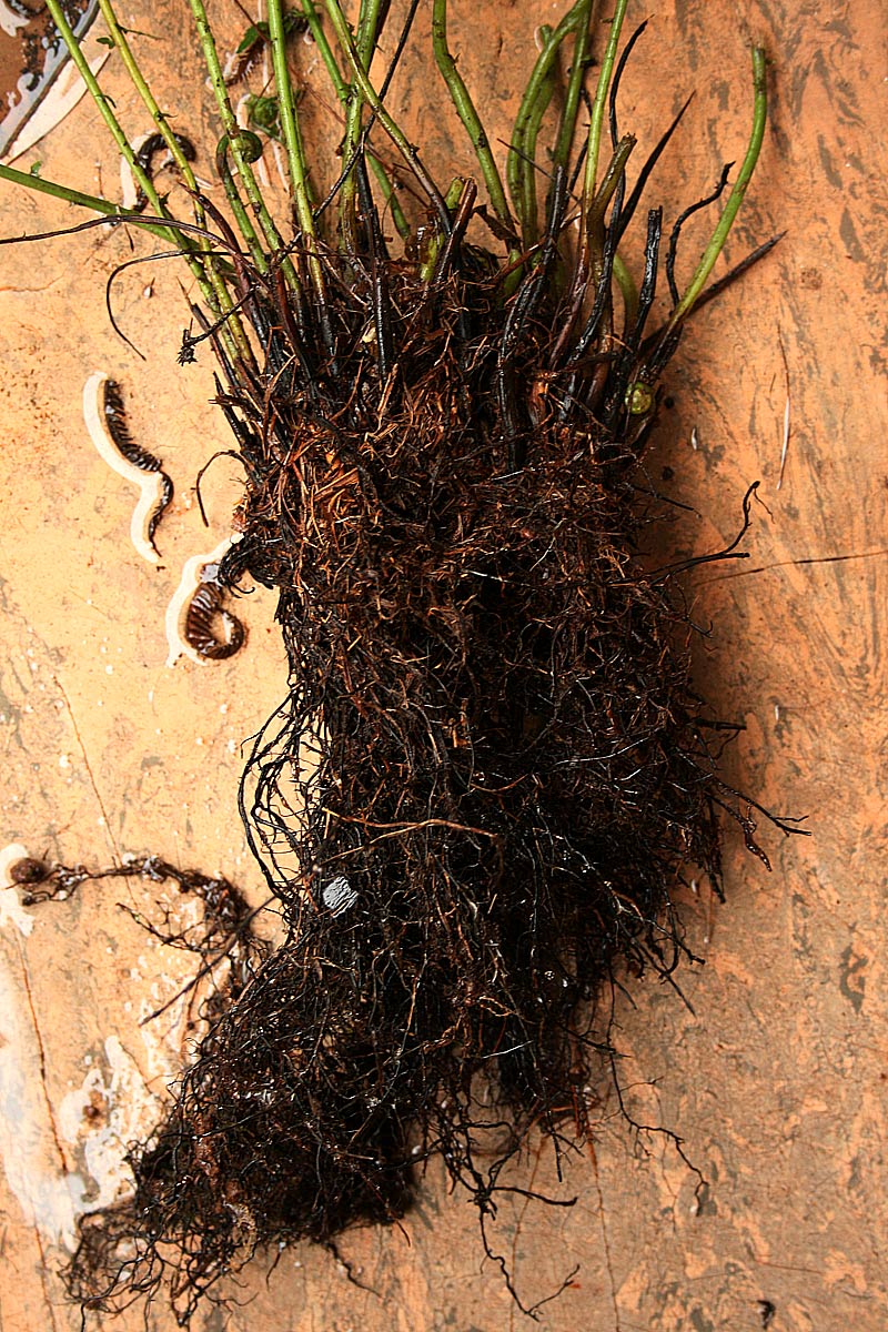 Pseudocyclosorus pulcher Pseudocyclosorus pulcher
