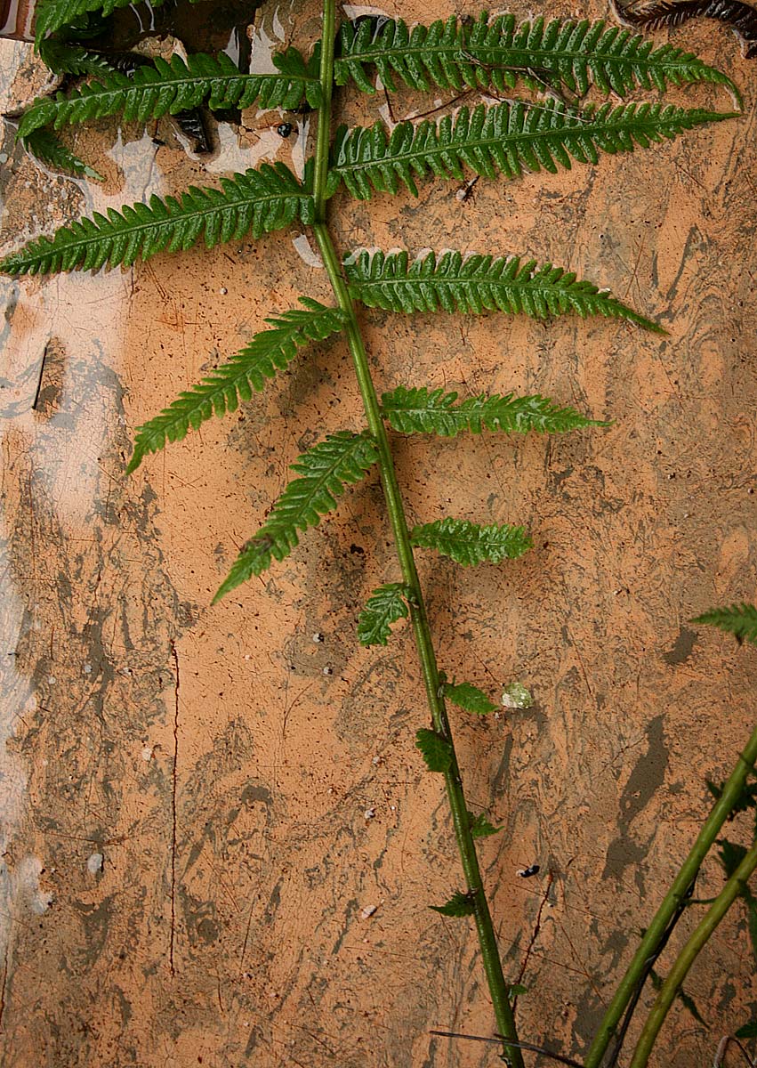 Pseudocyclosorus pulcher Pseudocyclosorus pulcher
