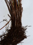 Amauropelta bergiana var. bergiana