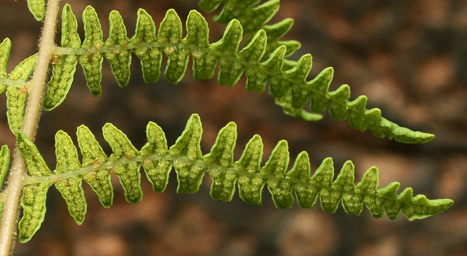 Thelypteris confluens Thelypteris confluens
