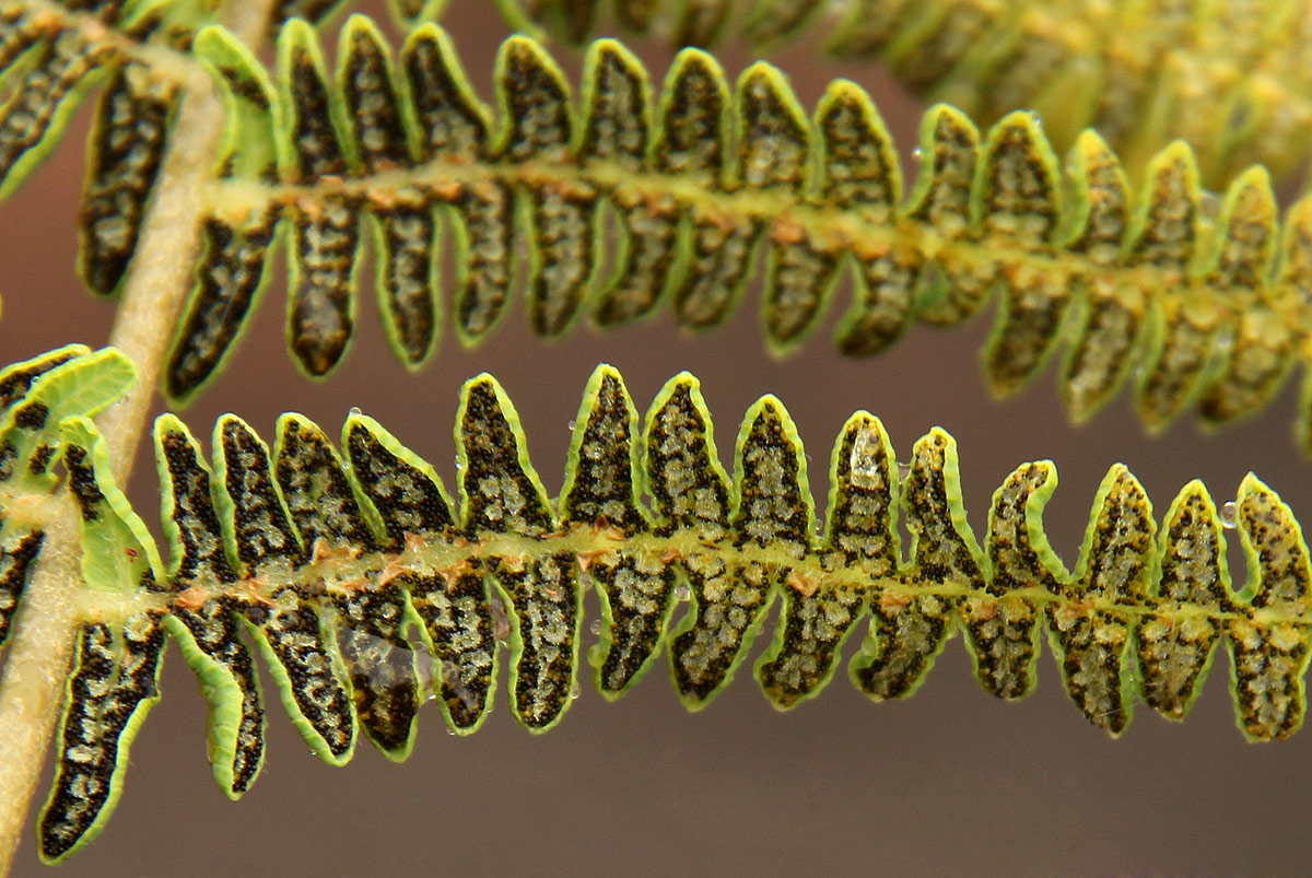 Thelypteris confluens Thelypteris confluens