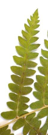 Thelypteris confluens Thelypteris confluens