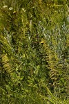 Thelypteris confluens