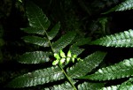 Pneumatopteris unita