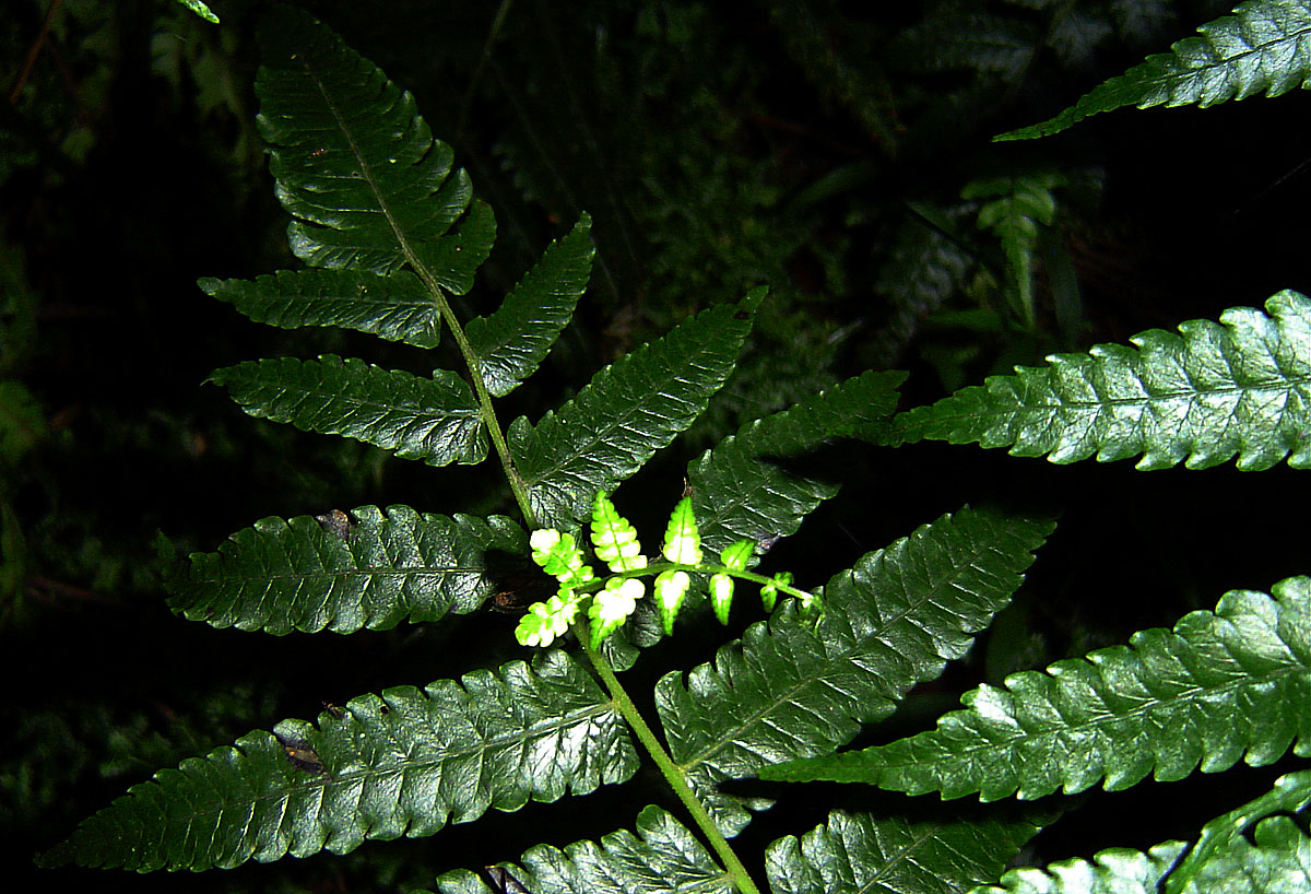 Pneumatopteris unita
