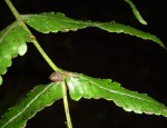 Pneumatopteris unita