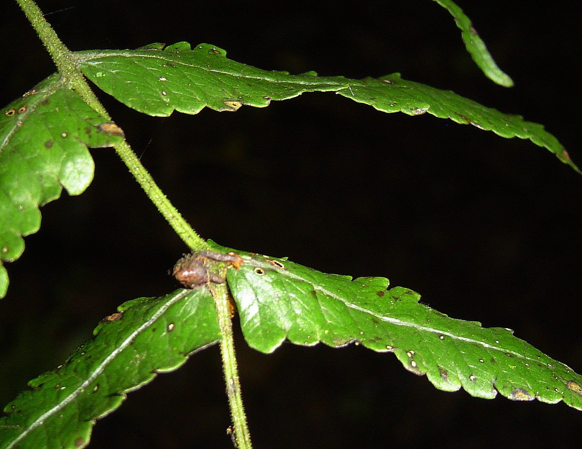 Pneumatopteris unita Pneumatopteris unita