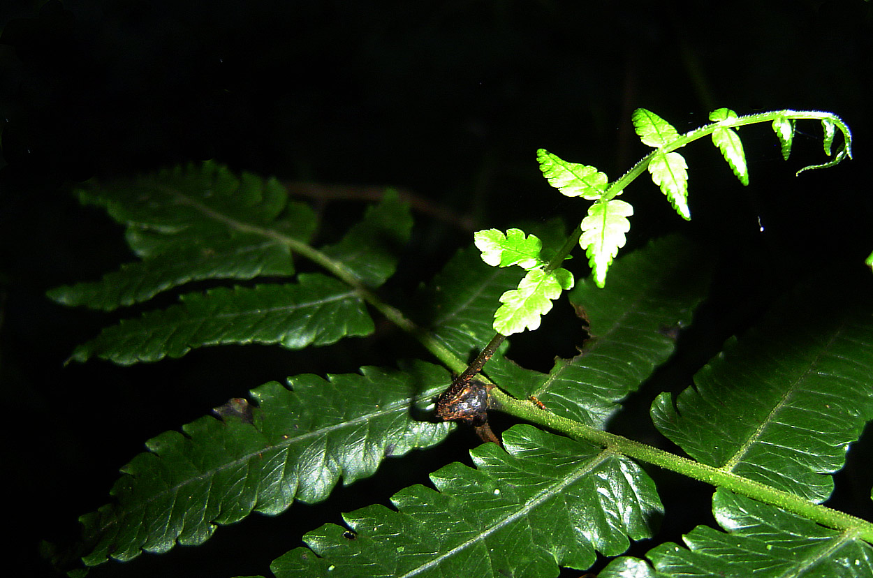 Pneumatopteris unita Pneumatopteris unita