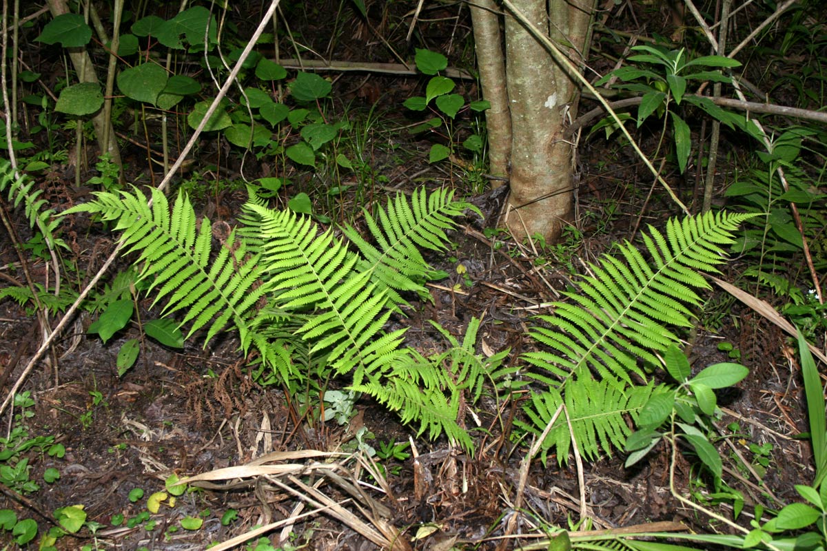 Christella chaseana