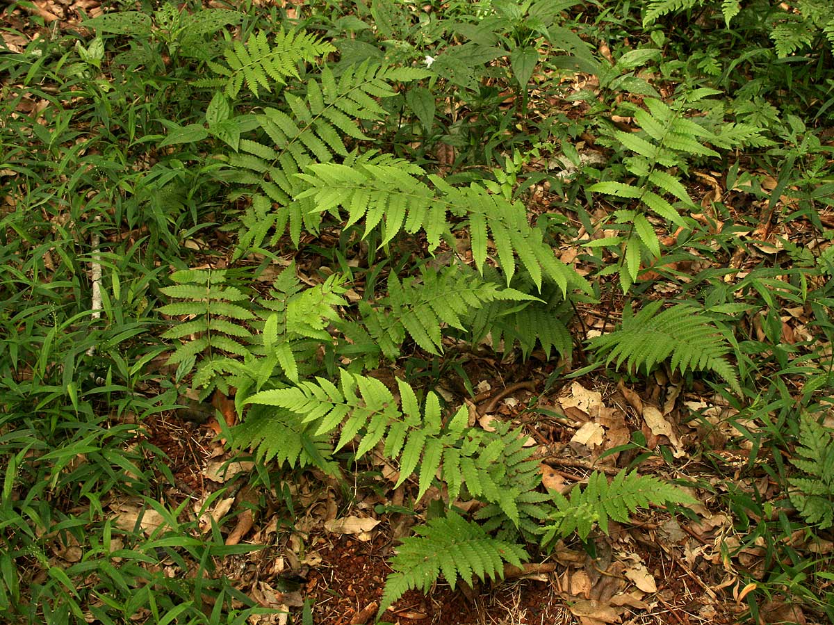 Christella dentata Christella dentata