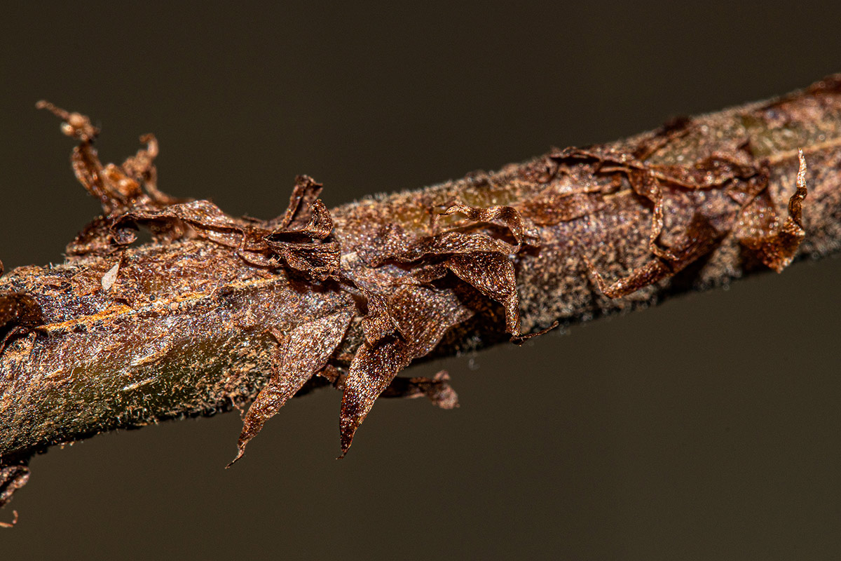 Christella gueinziana Christella gueinziana