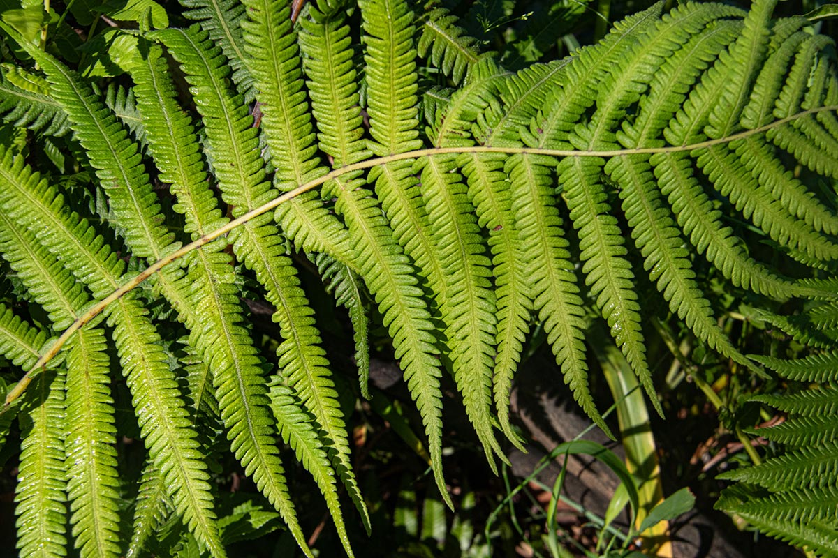 Christella gueintziana Christella gueintziana