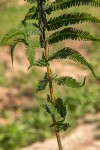 Christella gueintziana