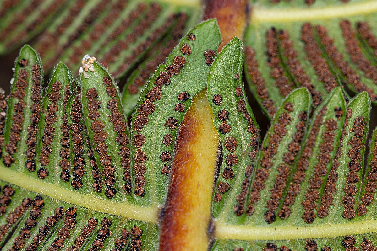 Christella gueintziana Christella gueintziana