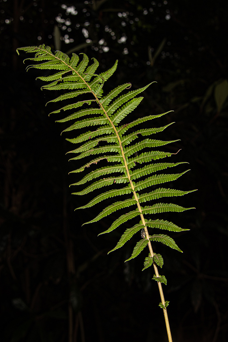 Christella gueinziana Christella gueinziana
