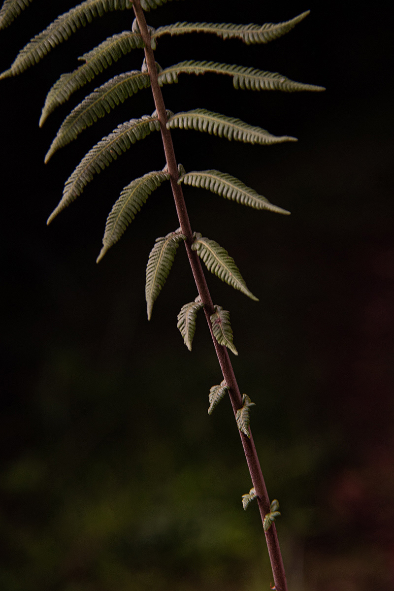 Christella gueinziana Christella gueinziana