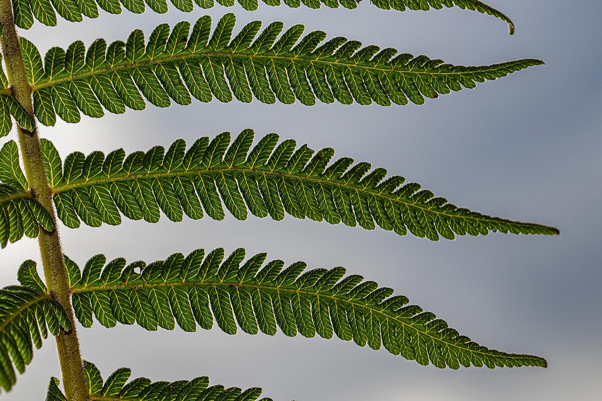Christella gueinziana Christella gueinziana