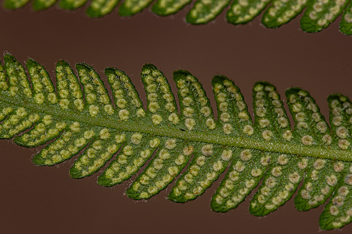 Christella gueinziana Christella gueinziana