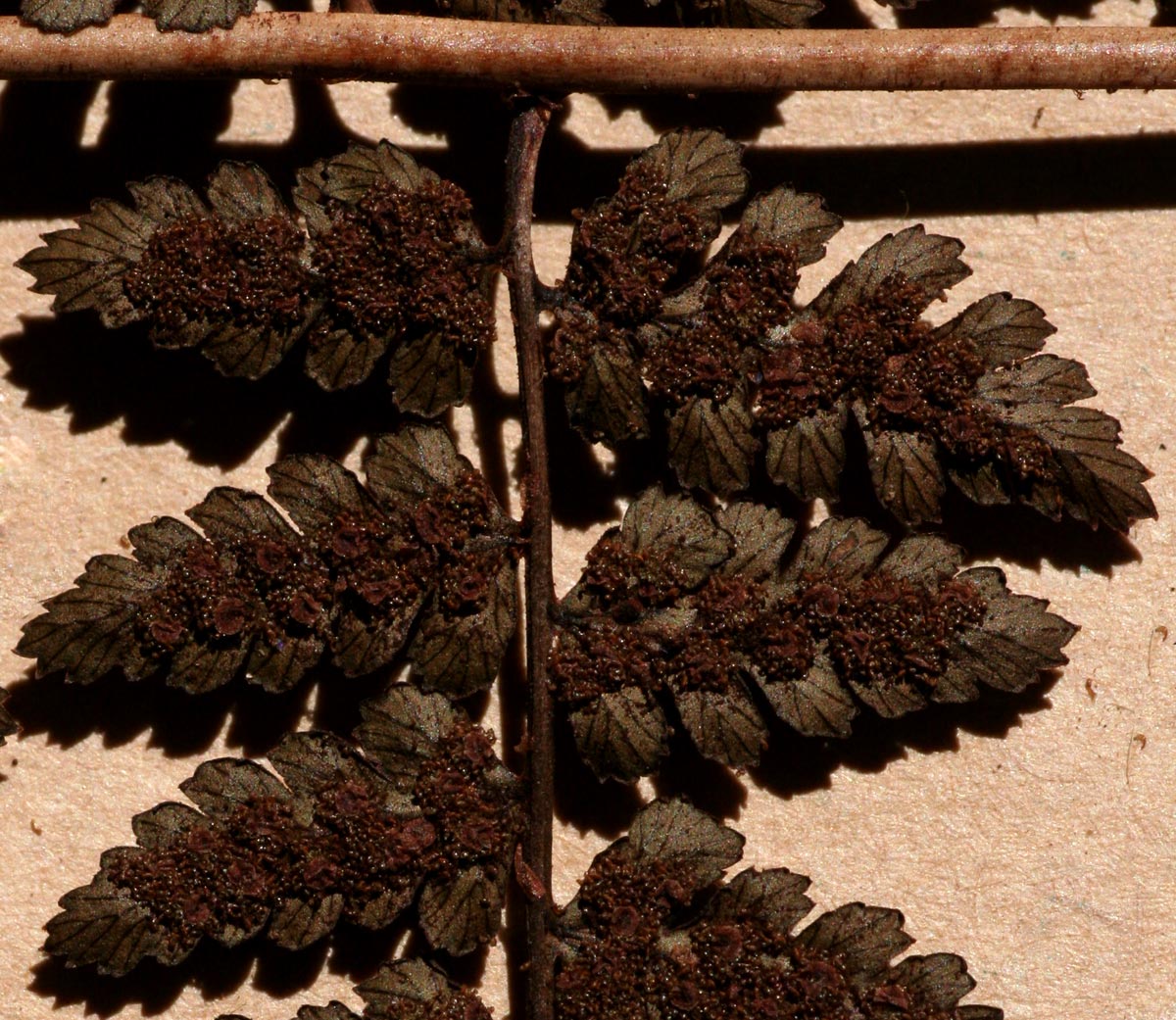 Dryopteris kilemensis Dryopteris kilemensis