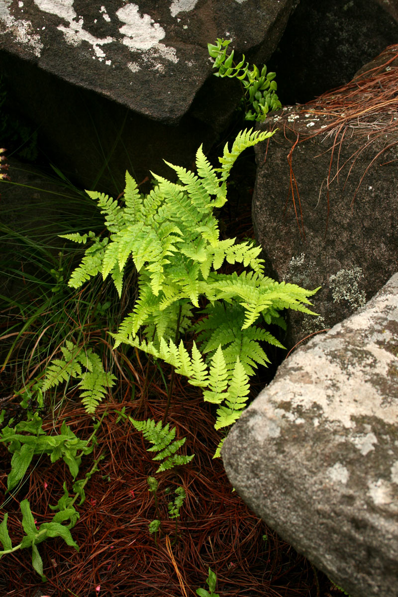 Dryopteris pentheri Dryopteris pentheri