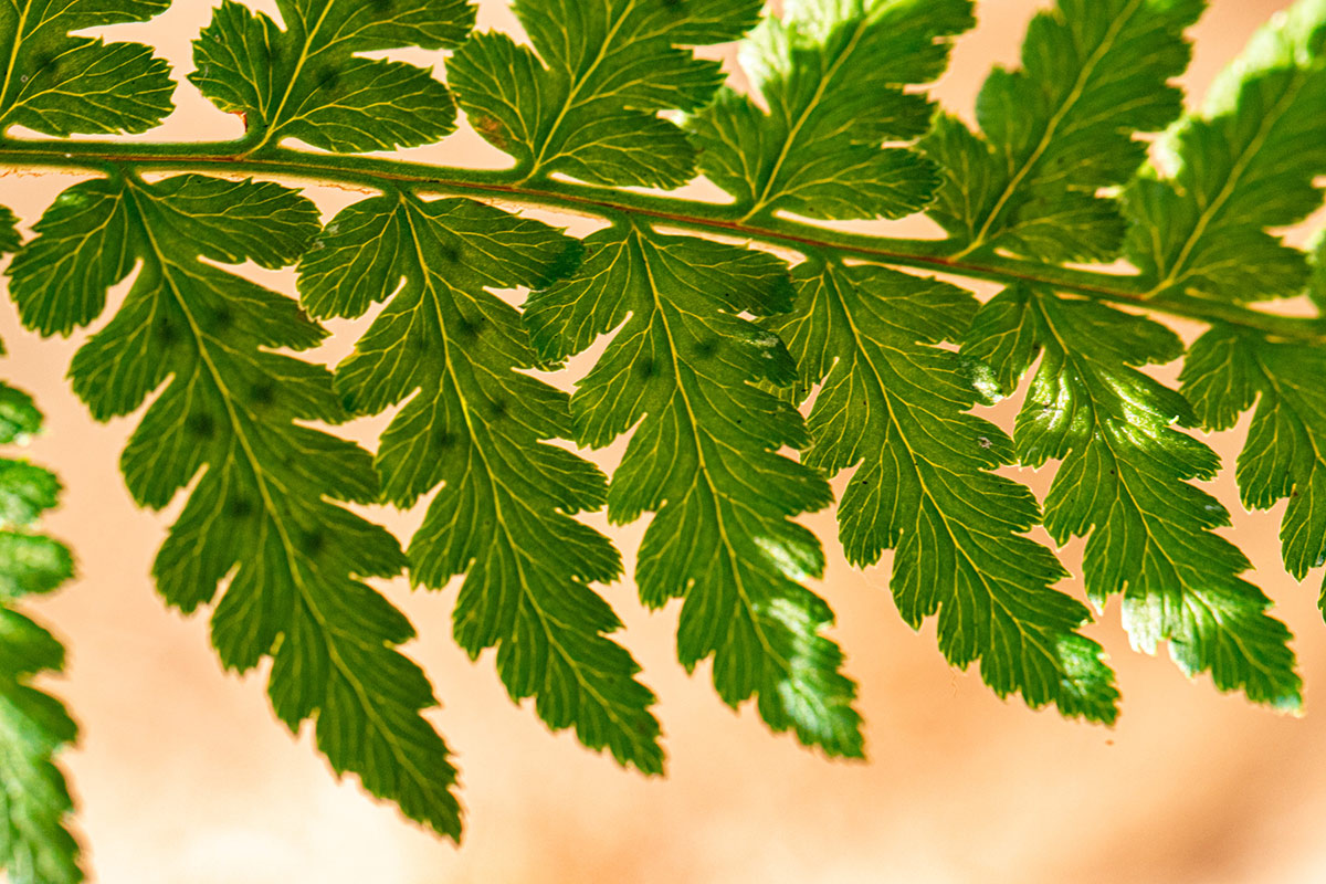 Dryopteris pentheri