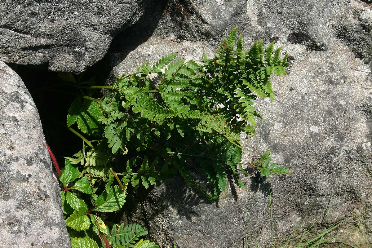 Dryopteris pentheri Dryopteris pentheri