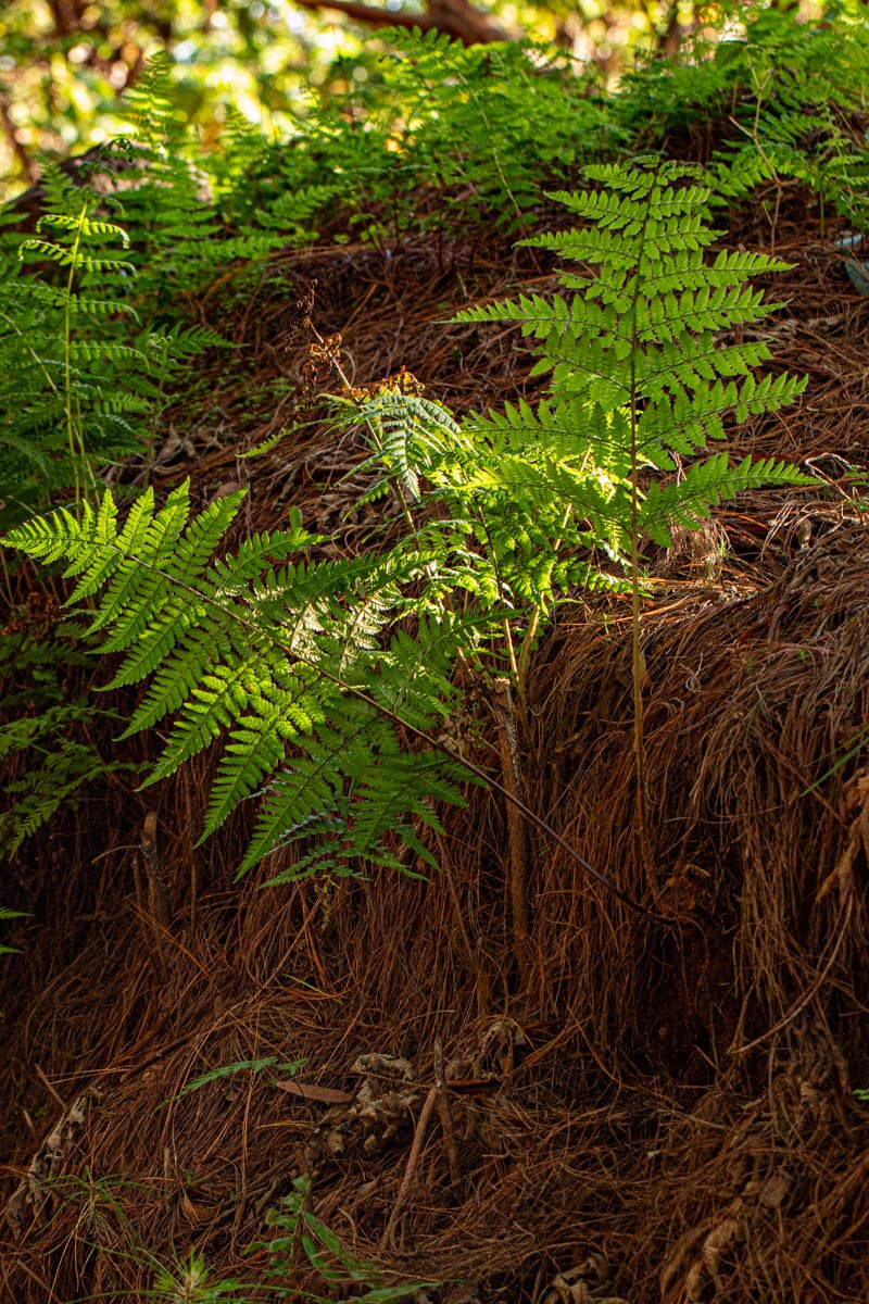 Dryopteris pentheri Dryopteris pentheri