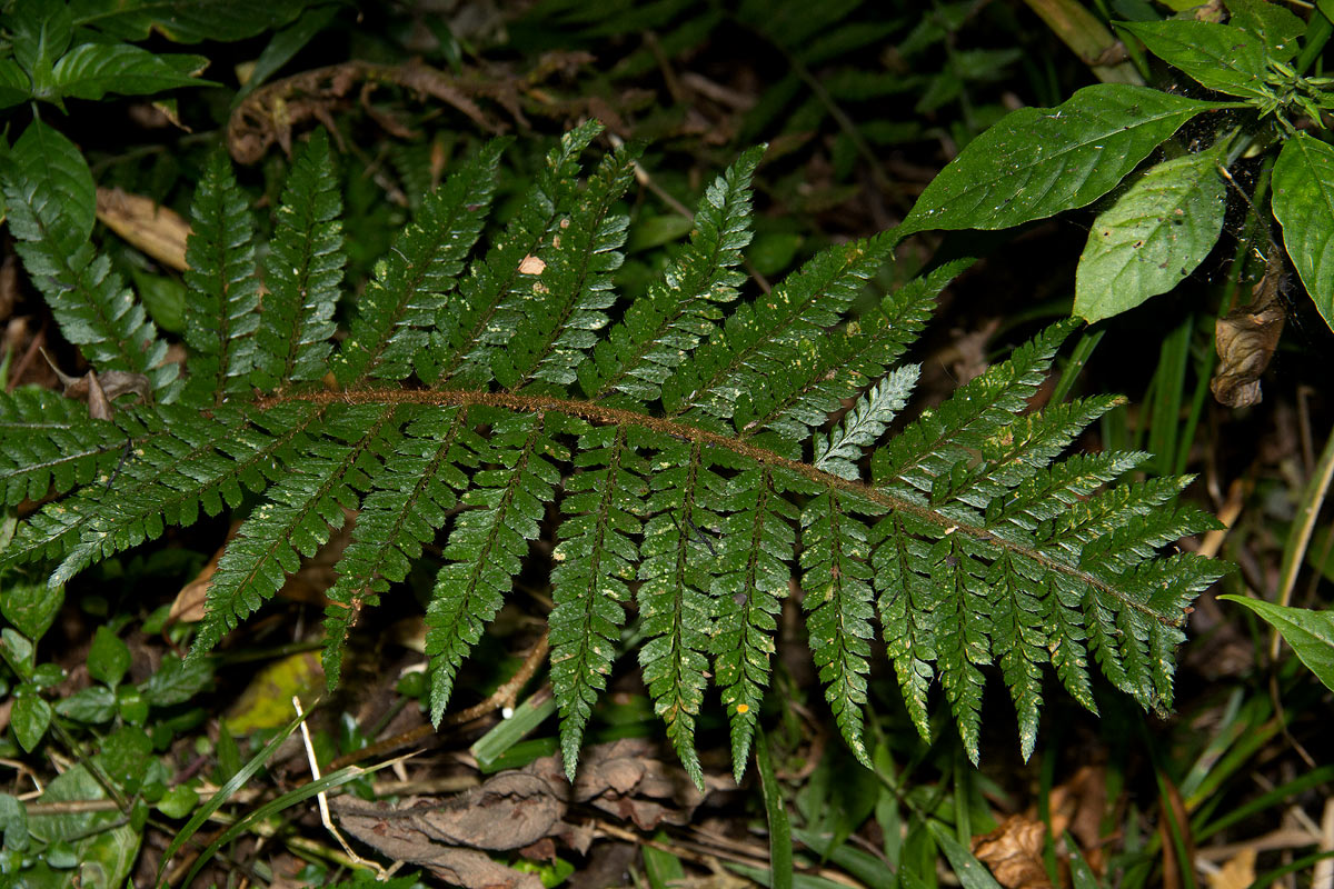 Polystichum transvaalense Polystichum transvaalense