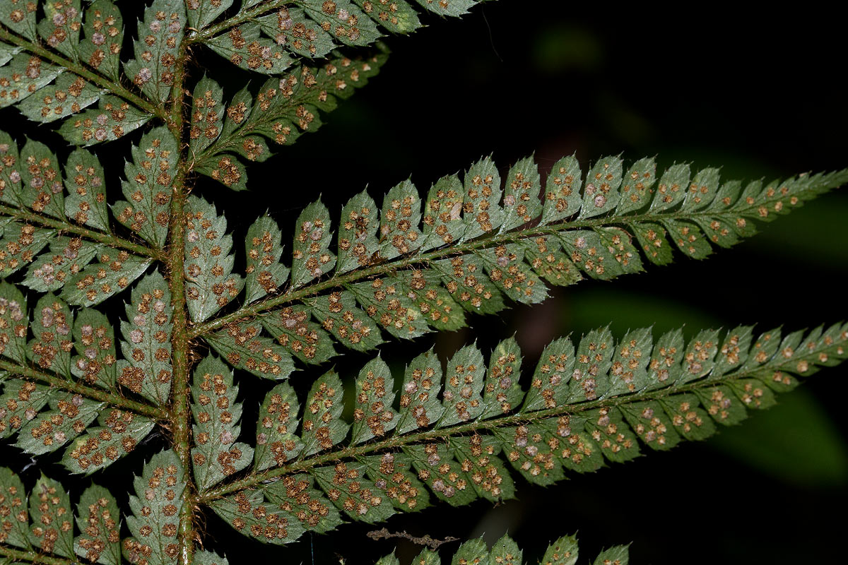 Polystichum transvaalense Polystichum transvaalense