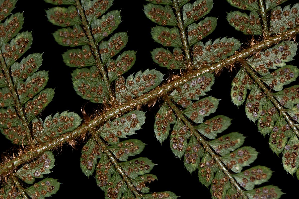 Polystichum transvaalense Polystichum transvaalense
