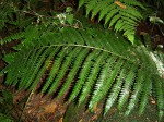Didymochlaena spinulosa