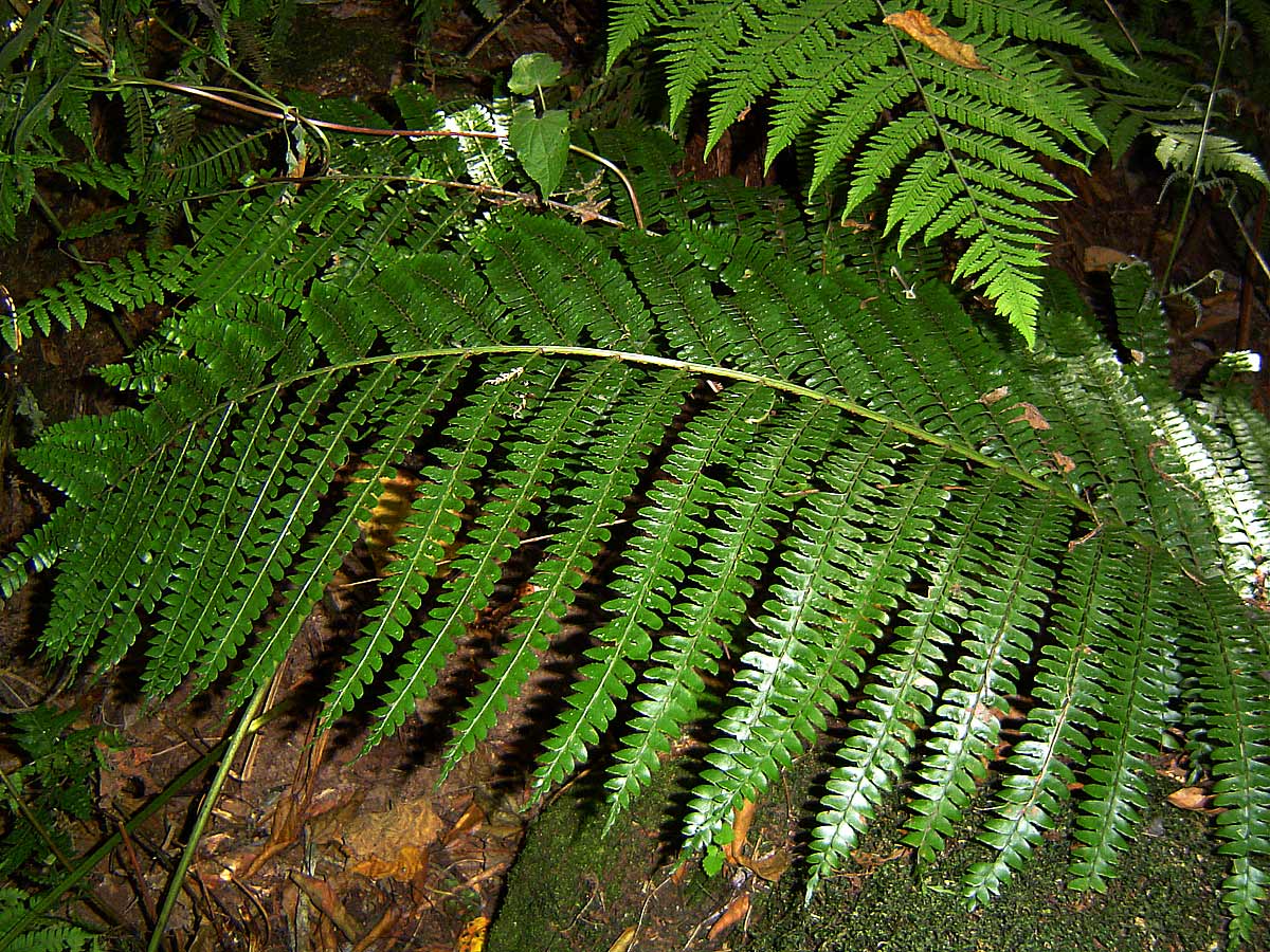 Didymochlaena spinulosa Didymochlaena spinulosa