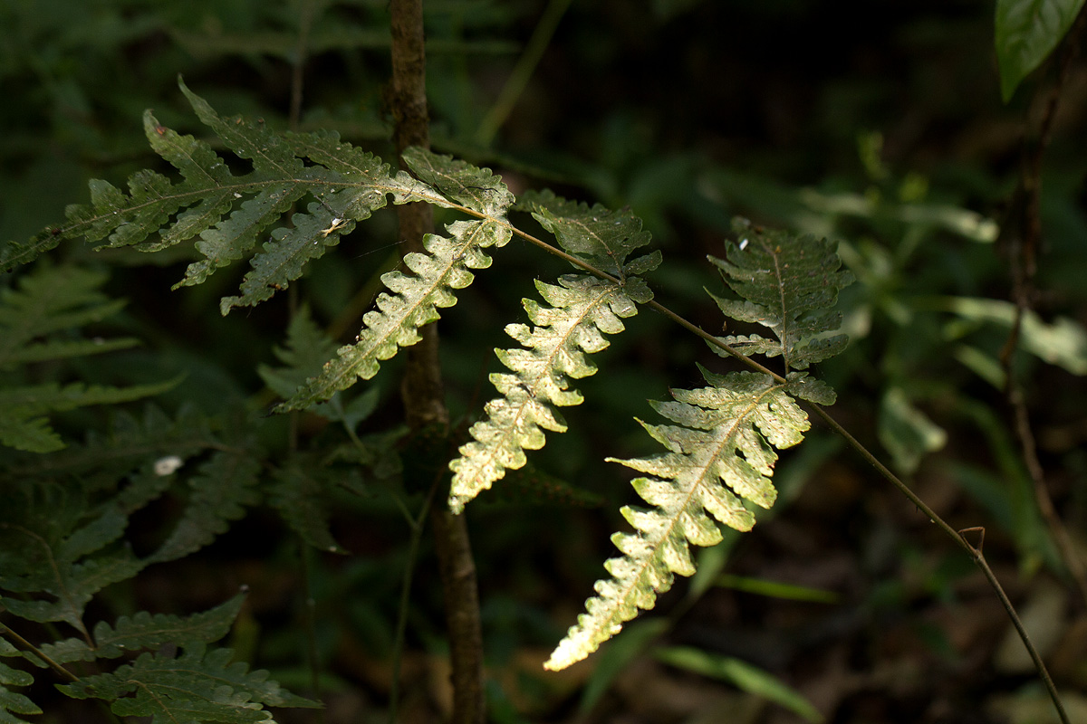 Tectaria gemmifera Tectaria gemmifera