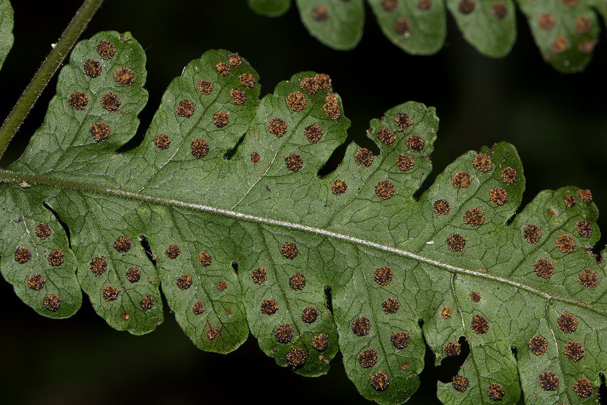 Tectaria gemmifera Tectaria gemmifera