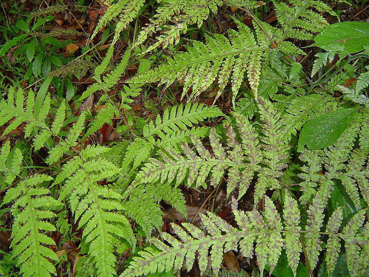 Tectaria gemmifera Tectaria gemmifera