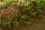 Athyrium schimperi