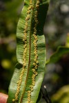 Oleandra distenta