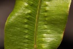 Oleandra distenta