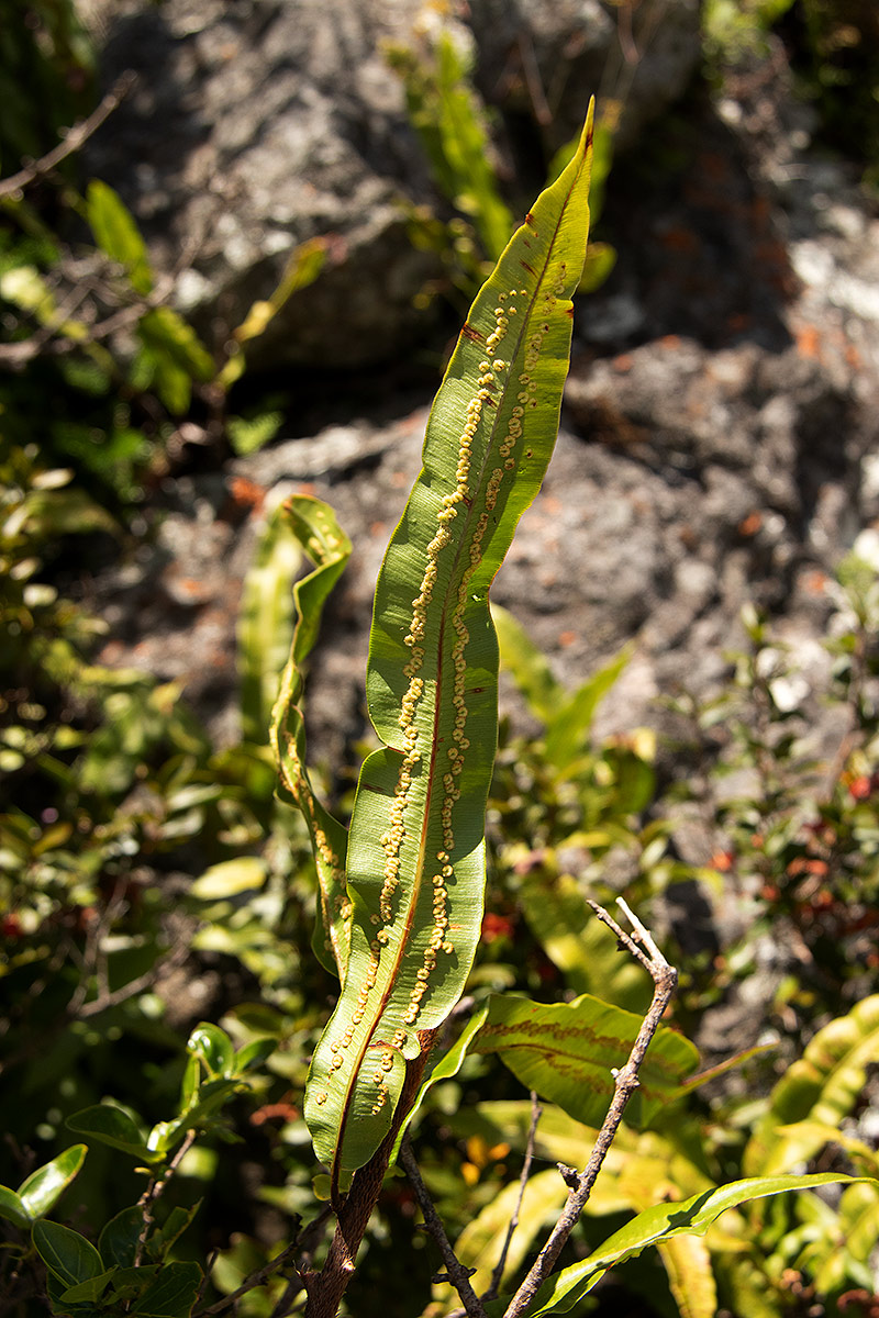 Oleandra distenta