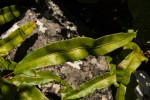 Oleandra distenta