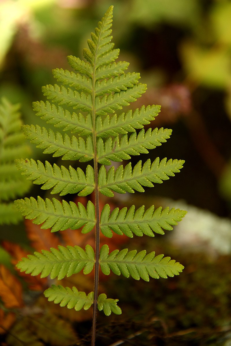 Arthropteris orientalis Arthropteris orientalis
