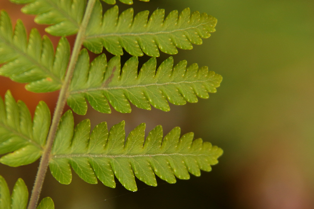 Arthropteris orientalis Arthropteris orientalis