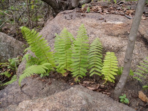 Arthropteris orientalis Arthropteris orientalis