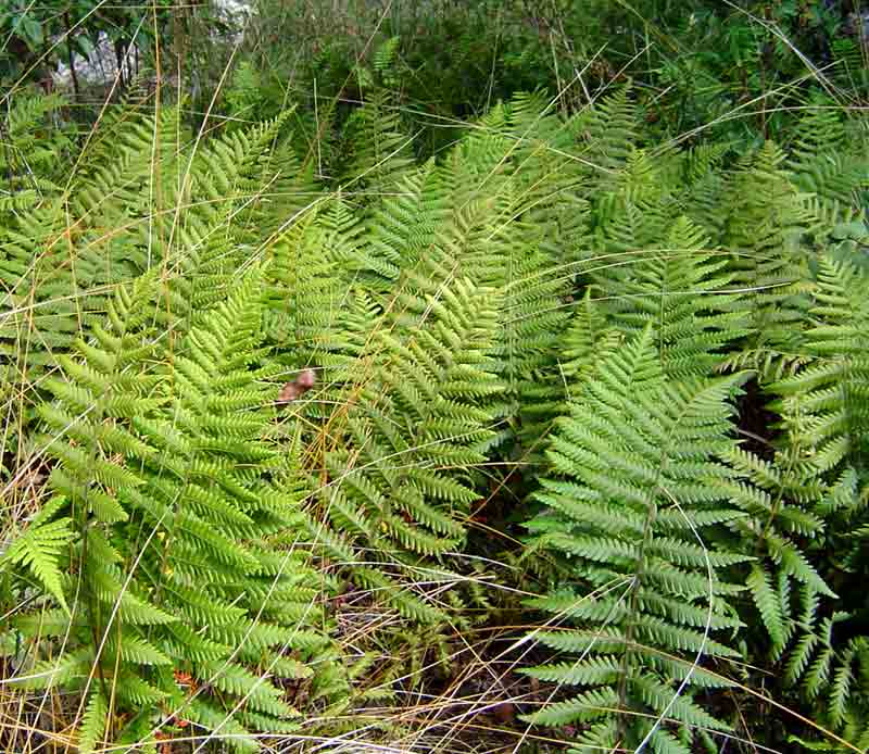 Arthropteris orientalis Arthropteris orientalis