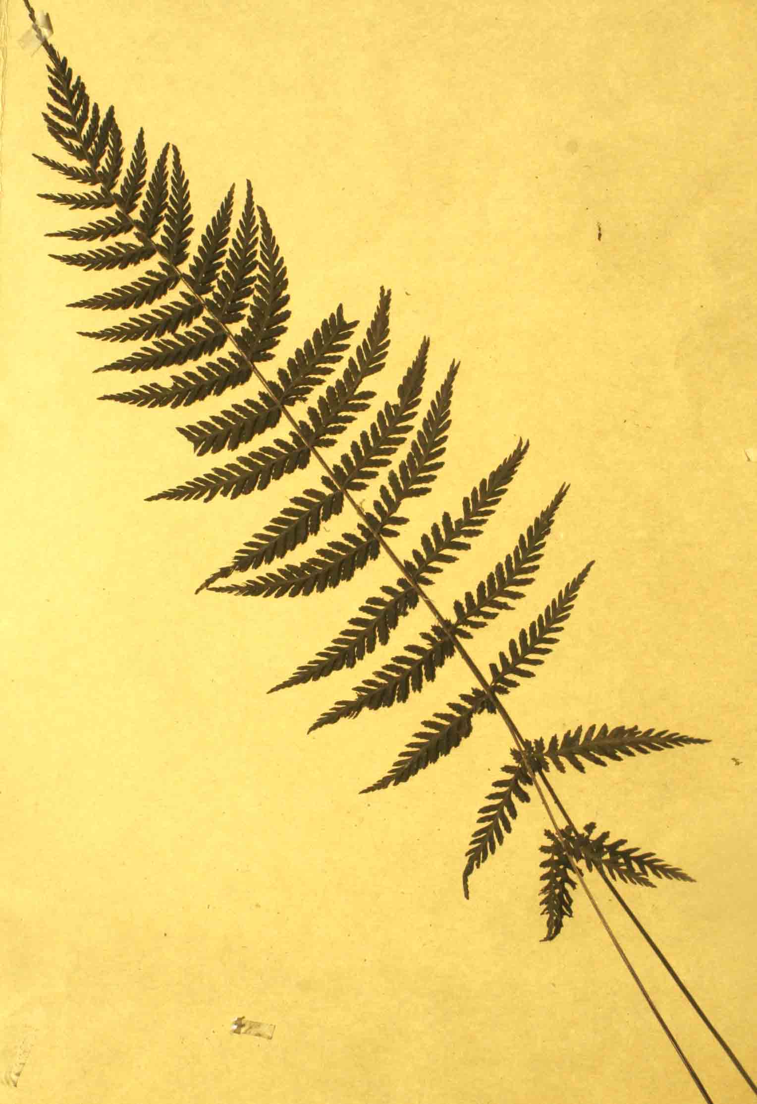 Arthropteris monocarpa
