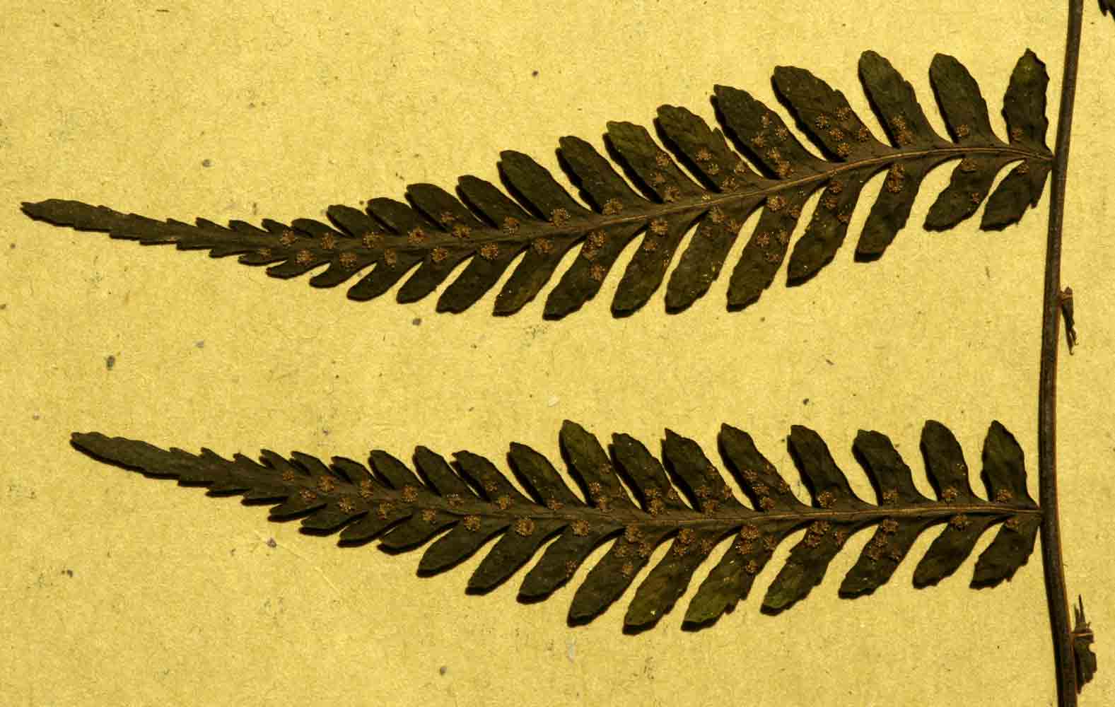 Arthropteris monocarpa