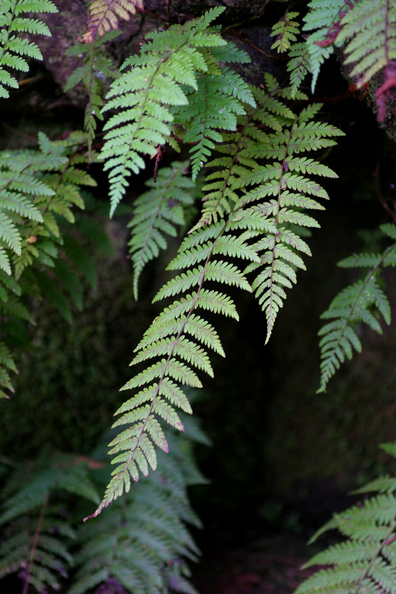 Arthropteris monocarpa