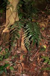 Lomariopsis warneckei