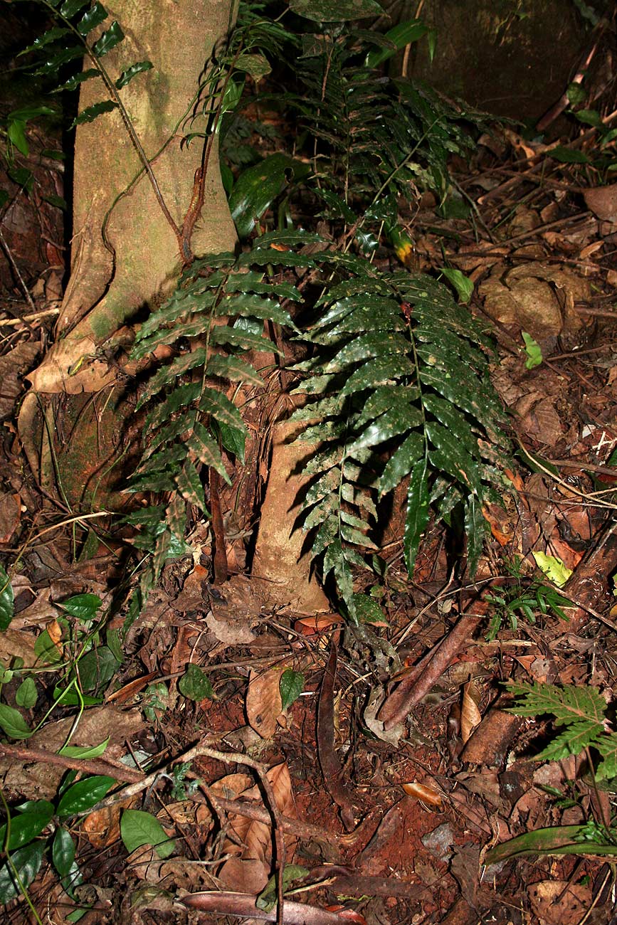Lomariopsis warneckei
